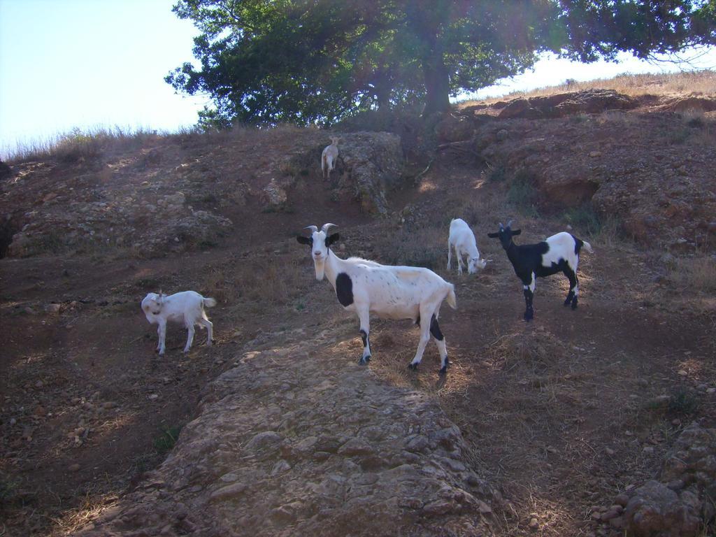 فيلا Agrihouse براتشيانو المظهر الخارجي الصورة